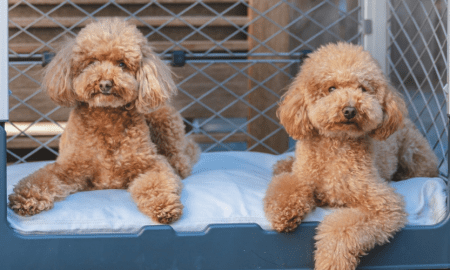 Dog Crates for Traveling