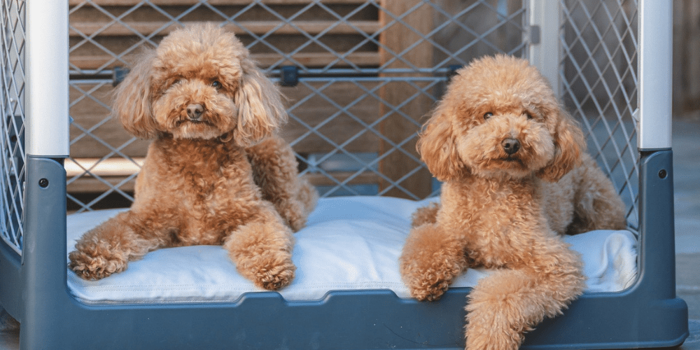 Dog Crates for Traveling